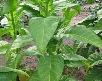 1000 Dominican Republic Olor Tobacco Seeds ~ Fine Cigar Wrapper Nicotiana Tabacum