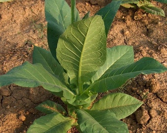 1000 Aztec Nicotiana rustica Tobacco Seeds - Aztec Tobacco - Sacred Tobacco