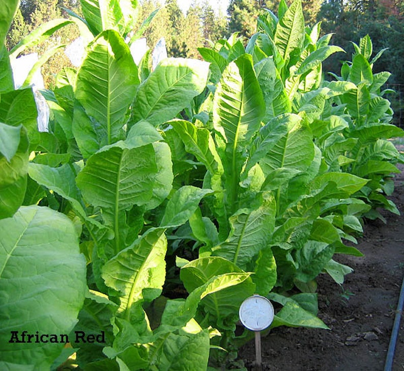 1000 African Red Tobacco Seeds Bright Leaf Nicotiana Tabacum High Nic image 4