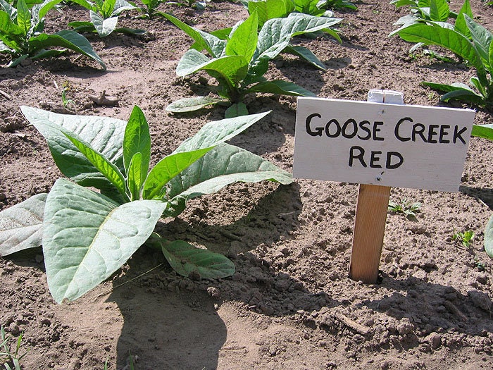 1000 Goose Creek Red Tobacco Seeds ~ Heirloom ~ Dark Virginian Nicotiana