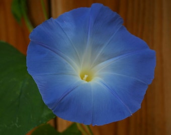 2000 Morning Glory Seeds -  Ipomoea Tricolor