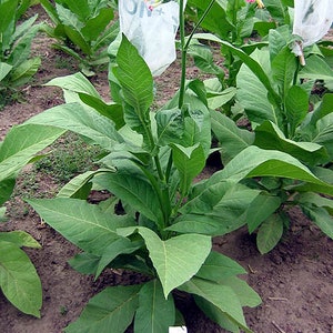 1000 White Gold Tobacco Seeds ~ Heirloom Non-GMO Nicotiana Tabacum - Fast Growing!
