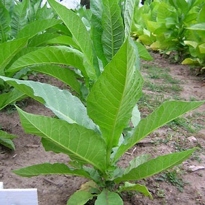 1000 Perique Tobacco Seeds ~ Heirloom Nicotiana Tabacum ~ Distinctive Flavor!