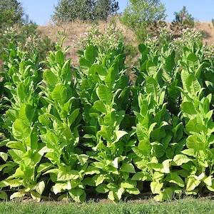 1000 African Red Tobacco Seeds Bright Leaf Nicotiana Tabacum High Nic image 5