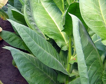 1000 NB 11 Tobacco Seeds ~ Burley Type Heirloom Non-GMO Nicotiana Tabacum