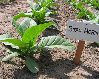 1000 Stag Horn Tobacco Seeds ~ Heirloom ~ Dark Virginian ~ Rich Flavor