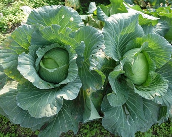 500 Copenhagen Market Early Cabbage Seeds - Heirloom Non-GMO Cabbage Seeds