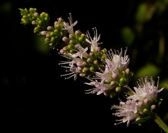 May include: A close-up of a sprig of white flowering mint with green leaves against a black background.