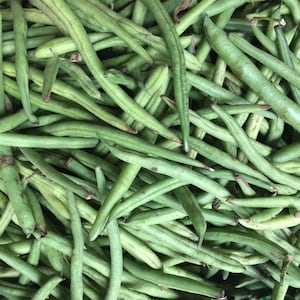 Bean Blue Lake Bush 274 Seeds - Non-GMO Heirloom Seeds - 25, 50, 100, or 250 Seeds