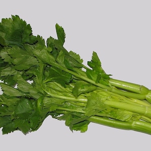 2000 Tall Utah Celery Seeds - High Yield and Resilient!
