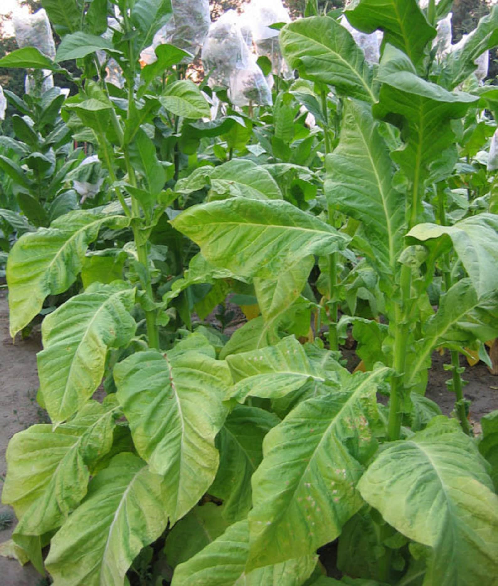 DEL GOLD TOBACCO 2000 SEEDS High-Yielding High-Nicotine Grow