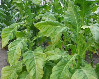 1000 Del Gold Tobacco Seeds ~ Heirloom ~ High Yield ~ Fast Growing!