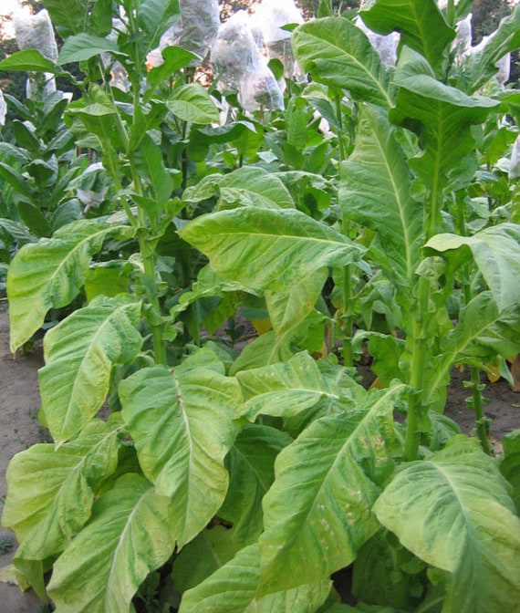 1000 Del Gold Tobacco Seeds ~ Heirloom ~ High Yield ~ Fast Growing!