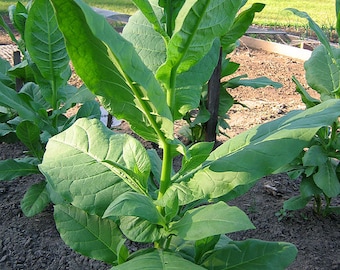 Izmir Ozbas Tobacco Seeds for Planting - ~1500 Non-gmo Heirloom Tobacco  Seeds - Nicotiana Tabacum - Farm & Garden Seeds