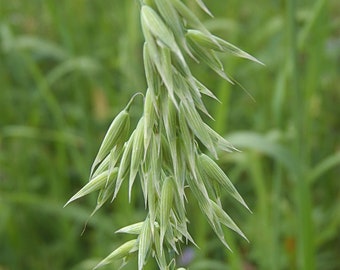May include: A close-up of a green oat plant with a cluster of seed heads. The seed heads are long and slender, with a light green color.