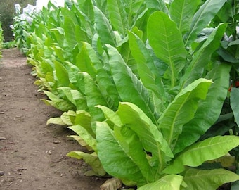 1000 graines de tabac KY 17 ~ Nicotiana Tabacum ~ LOURDE production de Burley