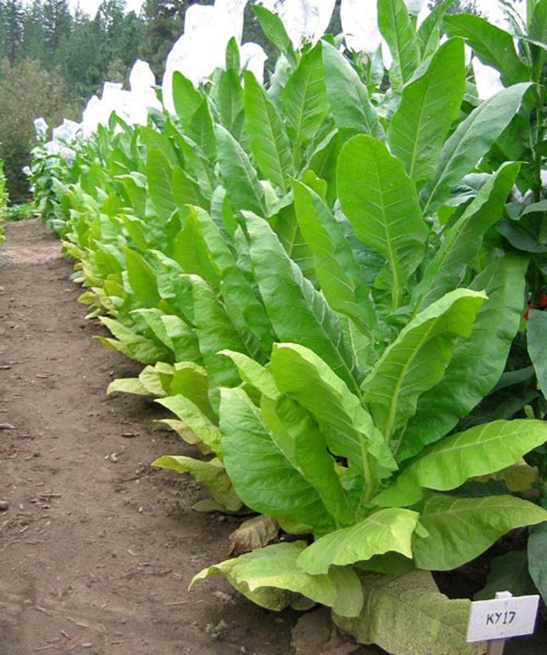 1000 Kentucky 17 Tobacco Seeds Nicotiana Tabacum HEAVY Etsy