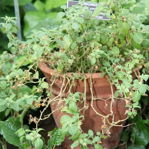 K&ouml;nnte beinhalten: Eine Topfpflanze mit gr&uuml;nen Bl&auml;ttern und braunen Stielen. Die Pflanze w&auml;chst in einem Terrakotta-Topf. Die Pflanze befindet sich in einem Garten.