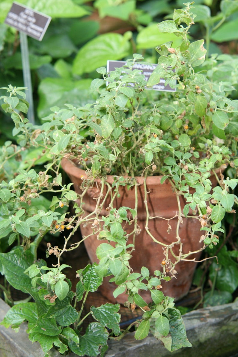 K&ouml;nnte beinhalten: Eine Topfpflanze mit gr&uuml;nen Bl&auml;ttern und braunen Stielen. Die Pflanze w&auml;chst in einem Terrakotta-Topf. Die Pflanze befindet sich in einem Garten.