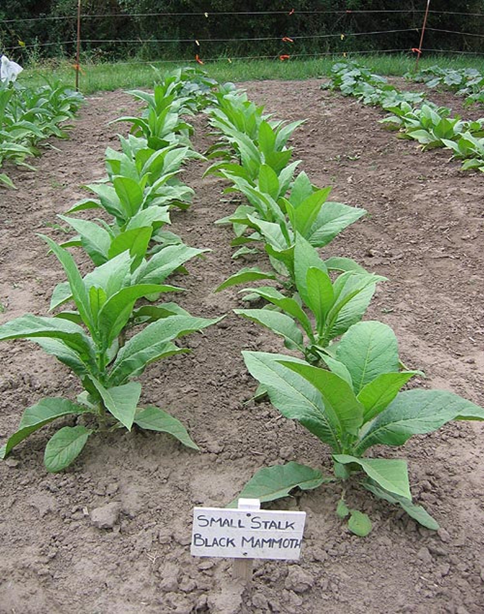 hongta tobacco group Hongta Tobacco Group Co Ltd: details of the 16 owned trademarks hongta tobacco group Hongta Tobacco Group Co Ltd: details of the 16 owned trademarks