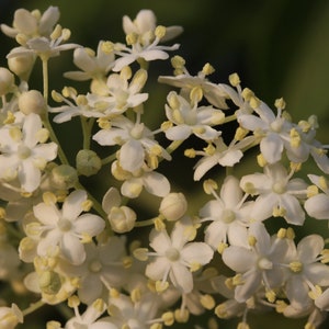100 Black Elderberry Seeds - Sambucus nigra - Common Elder - European Elder