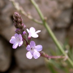100 True Vervain Seeds - Verbena officinalis - Herb and Lovely Flower!