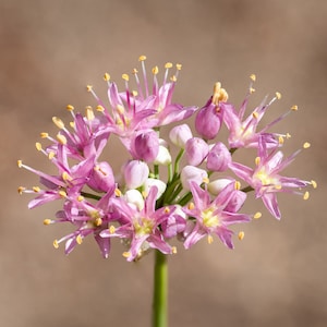 Prairie Onion Seeds - Non-GMO Heirloom Mustard - Bulk Seed