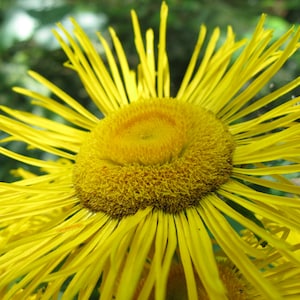 50 Inula helenium Seeds - Horse Heal - Elf Dock - Elecampane - Non-GMO