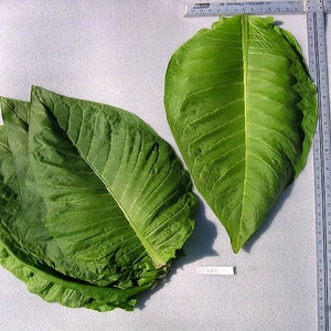 1000 Big Gem Tobacco Seeds – Nicotiana Tabacum – Non-GMO, Easy Grow, Fresh Stock