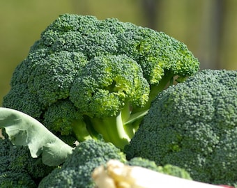 May include: Close-up of several green broccoli florets. The broccoli is fresh and has a vibrant green color.