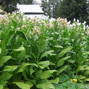 1000 Costello Tobacco Seeds ~ Heirloom ~ Columbian Bright Leaf