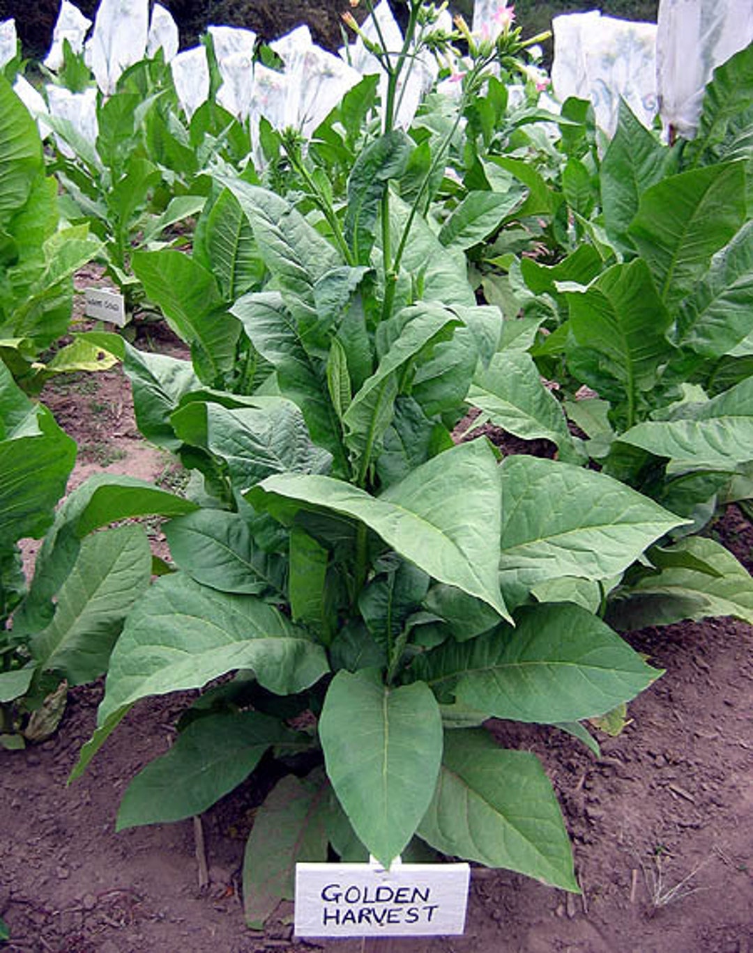 tubing tobacco Make Your Own Tube Cigarette Tubes 5 x 100