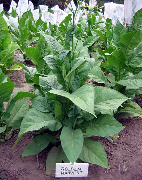 1000 Golden Harvest Tobacco Seeds ~ Nicotiana Tabacum ~ HEAVY Producing  Burley