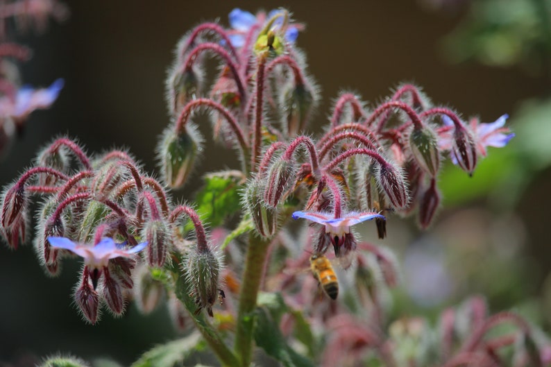 150 Borage Seeds - Borago Officinalis Seeds - Deer Resistant - Flowers ...