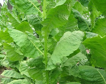 1000 Connecticut Shade Seeds ~ Fine Cigar Wrapper Nicotiana Tabacum ~ Huge! 