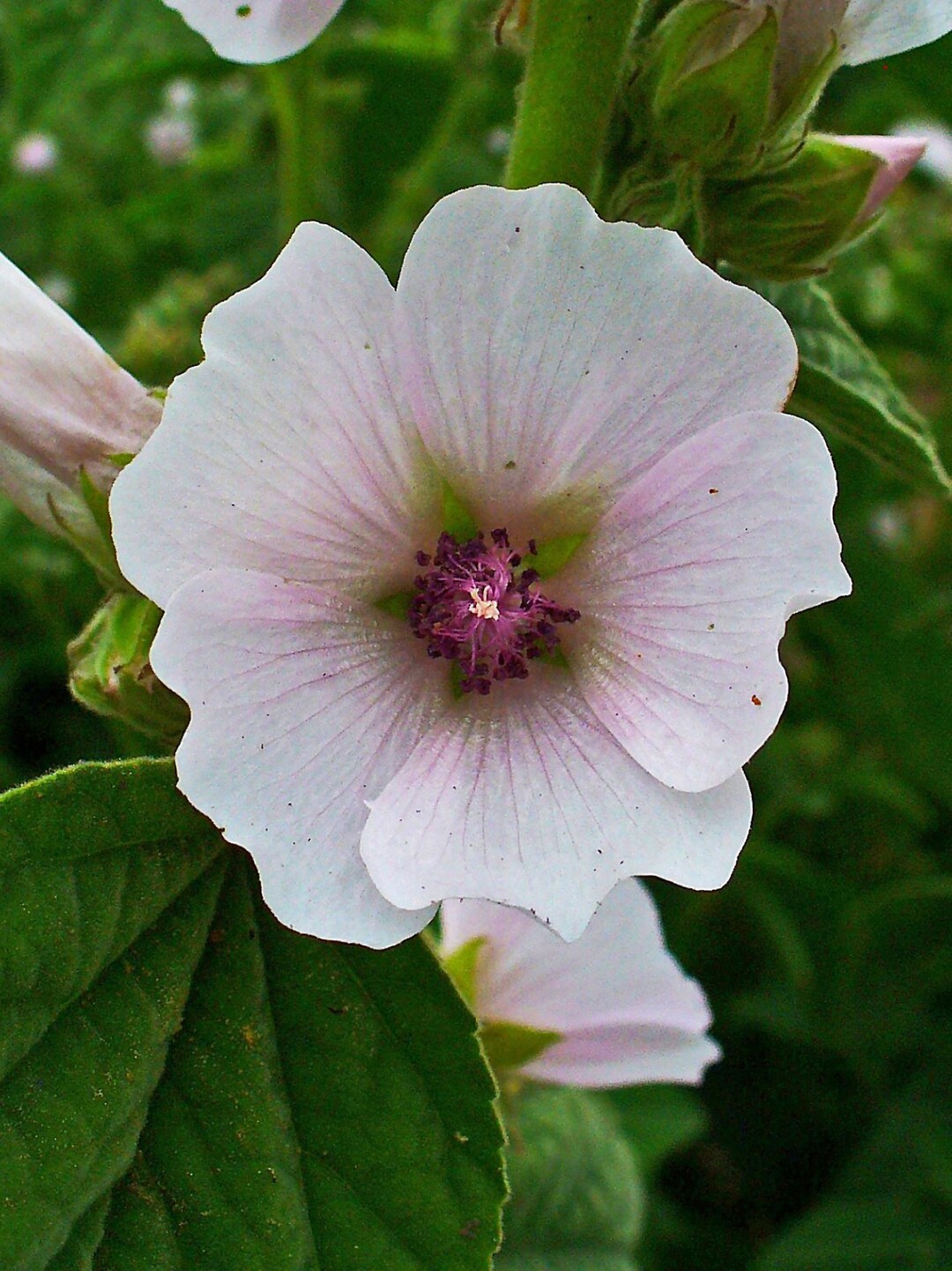 Marshmallow Plant Seeds Althaea Officinalis 10 25 50 or Etsy