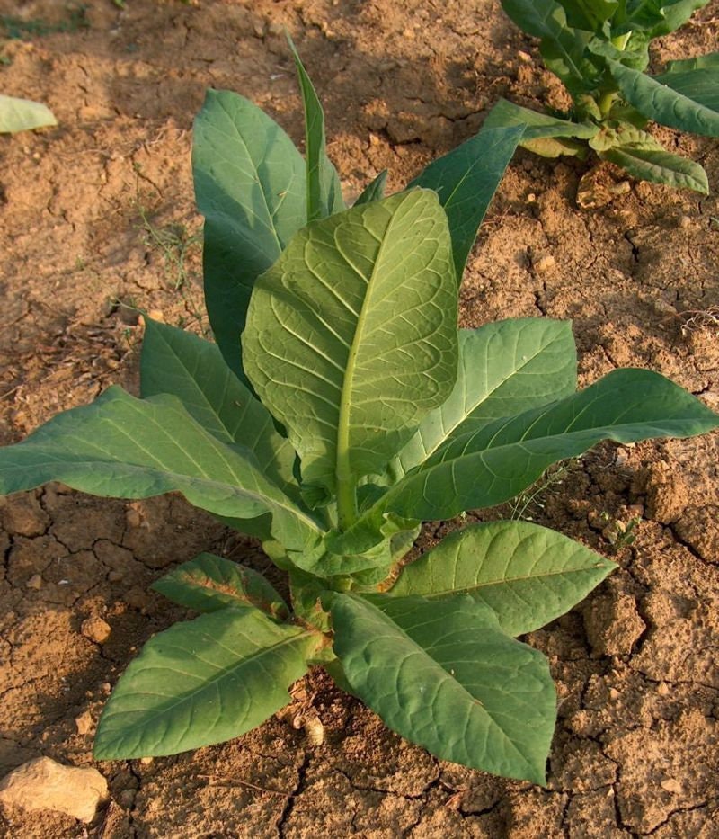 1000 Aztec Nicotiana Rustica Tobacco Seeds - Aztec Tobacco - Sacred Tobacco 