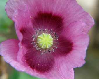 500 Lauren’s Grape Poppy Seeds - Beautiful Pods and Non-GMO Flower