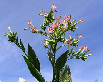 1000 Corojo 99 Tobacco Seeds ~ Heirloom Nicotiana Tabacum ~ Disease Resistant