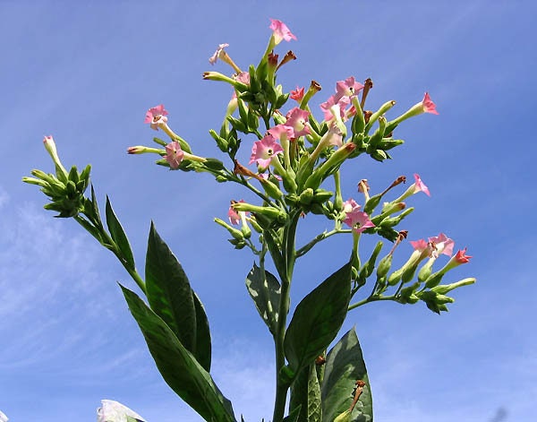 1000 Corojo 99 Tobacco Seeds ~ Heirloom Nicotiana Tabacum ~ Disease  Resistant