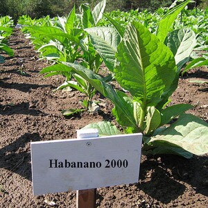 1000 Habano 2000 Tobacco Seeds ~ Heirloom ~ High Yield