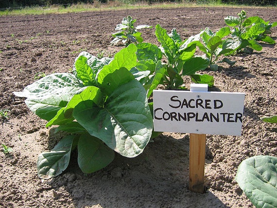 sacred tobacco seeds 1000 Sacred Cornplanter Rustica Tobacco Seeds - Nicotiana