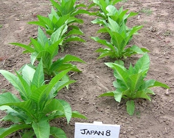 1000 Japan 8 Tobacco Seeds ~ Sweet Dark Nicotiana Tabacum ~ Compact Tobacco