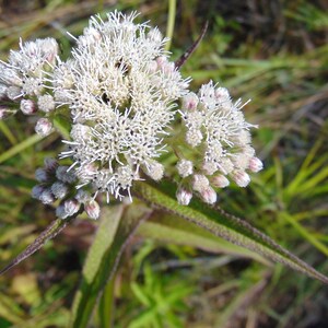 300 Common Boneset Seeds - Eupatorium perfoliatum - None-GMO Herb