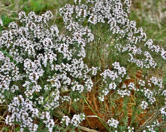 Garden Thyme Seeds - Thymus vulgaris Seeds - Culinary Herb - Multiple Quantities
