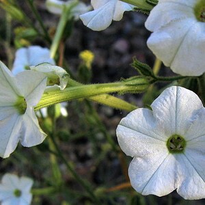 1000 Nicotiana acuminata var. multiflora Tobacco Seeds image 2