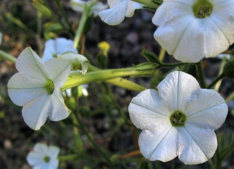 1000 Nicotiana acuminata var. multiflora Tobacco Seeds image 2