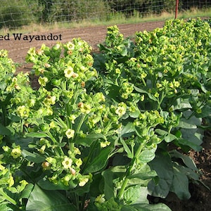 1000 Sacred Wyandot Rustica Tobacco Seeds - Nicotiana - Sacred Tobacco