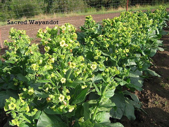1000 Sacred Wyandot Rustica Tobacco Seeds - Nicotiana - Sacred Tobacco