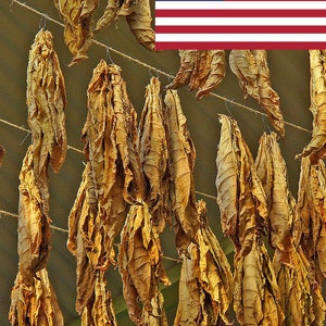 organic whole leaf tobacco Organic Whole Leaf Tobacco
